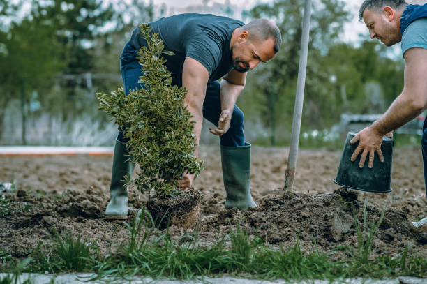 Best Affordable Tree Service  in Venersborg, WA